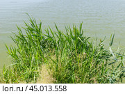 Молодой тростник обыкновенный, или южный (Phragmites australis, или Phragmites communis) Стоковое фото, фотограф Алёшина Оксана / Фотобанк Лори