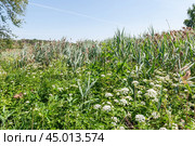 Заросли луговых растений и тростника обыкновенного, или южного (Phragmites australis, или Phragmites communis) Стоковое фото, фотограф Алёшина Оксана / Фотобанк Лори