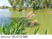 Тростник обыкновенный, или южный (Phragmites australis, или Phragmites communis) вперемешку с прошлогодним (2019 год). Стоковое фото, фотограф Алёшина Оксана / Фотобанк Лори