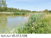 Тростник обыкновенный (Phragmites australis) вперемешку с прошлогодним вдоль берега реки (2019 год). Стоковое фото, фотограф Алёшина Оксана / Фотобанк Лори