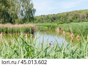 Тростник обыкновенный (Phragmites australis) в реке (2019 год). Стоковое фото, фотограф Алёшина Оксана / Фотобанк Лори