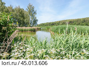 Заросли тростника обыкновенного (Phragmites australis). Река Сестра. Стоковое фото, фотограф Алёшина Оксана / Фотобанк Лори