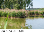 Заросли молодого тростника обыкновенного, или южного (Phragmites australis, или Phragmites communis) вперемешку с прошлогодним. Стоковое фото, фотограф Алёшина Оксана / Фотобанк Лори