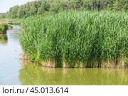 Тростник обыкновенный (Phragmites australis) в реке (2019 год). Стоковое фото, фотограф Алёшина Оксана / Фотобанк Лори