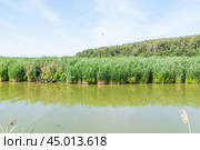 Заросли тростника обыкновенного (Phragmites australis) в подмосковье (2019 год). Стоковое фото, фотограф Алёшина Оксана / Фотобанк Лори