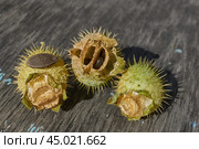 Dry echinocystis fruits with open shells and seeds on a wooden surface. Echinocystis (Latin Echinocystis) is a monotypic genus of annual herbaceous plants of the Pumpkin family. Стоковое фото, фотограф Андрей Жигальцов / Фотобанк Лори