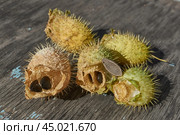 Dry echinocystis fruits with open shells and seeds on a wooden surface. Echinocystis (Latin Echinocystis) is a monotypic genus of annual herbaceous plants of the Pumpkin family. Стоковое фото, фотограф Андрей Жигальцов / Фотобанк Лори