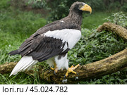 Белоплечий орлан (Haliaeetus pelagicus) сидит на упавшем дереве в лесу. Стоковое фото, фотограф Наталья Волкова / Фотобанк Лори