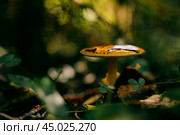 Мухомор в лесу. Стоковое фото, фотограф Наталия Дмитриева / Фотобанк Лори