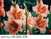 Clusters of stunning sword lilies display their vibrant pink, peach and cream petals, attracting pollinators in a peaceful garden setting during the soft light of dawn. Generative AI. Стоковое AI-изображение, AI-художник Юлия Петровская / Фотобанк Лори