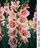 Clusters of stunning sword lilies display their vibrant pink, peach and cream petals, attracting pollinators in a peaceful garden setting during the soft light of dawn. Generative AI. Стоковое AI-изображение, AI-художник Юлия Петровская / Фотобанк Лори