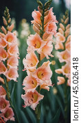 Clusters of stunning sword lilies display their vibrant pink, peach and cream petals, attracting pollinators in a peaceful garden setting during the soft light of dawn. Generative AI. Стоковое AI-изображение, AI-художник Юлия Петровская / Фотобанк Лори
