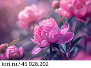 Beautiful pink peony flower blooming in a garden under the summer sun. Стоковое AI-изображение, AI-художник Иван Рябоконь / Фотобанк Лори