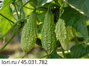 Green bitter melon, bitter gourd or momordica charantia hanging from a vine. Стоковое AI-изображение, AI-художник Иван Рябоконь / Фотобанк Лори