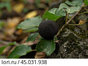 Close up of an osage orange fruit growing on a branch. Стоковое AI-изображение, AI-художник Иван Рябоконь / Фотобанк Лори