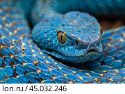 Blue viper snake coiled and resting in natural habitat. Стоковое AI-изображение, AI-художник Иван Рябоконь / Фотобанк Лори