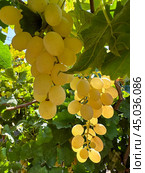 Grape harvest in Lachish district, Israel. Стоковое фото, фотограф Irina Opachevsky / Фотобанк Лори
