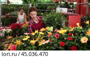 Careful middle-aged saleswoman arranging flower-pots with hibiscus in plants market. Стоковое видео, видеограф Яков Филимонов / Фотобанк Лори