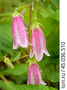 Spotted bellflower flower. Campanula punctata. Стоковое фото, фотограф Elena Odareeva / Фотобанк Лори