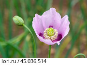 Papaver somniferum flower or opium poppy. Стоковое фото, фотограф Elena Odareeva / Фотобанк Лори
