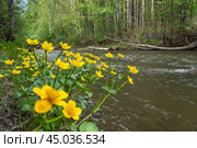 Caltha palustris yellow flowers in forest. Стоковое фото, фотограф Elena Odareeva / Фотобанк Лори