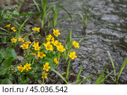 Caltha palustris yellow flowers. Стоковое фото, фотограф Elena Odareeva / Фотобанк Лори