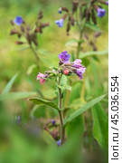 Pulmonaria mollis flower in spring. Стоковое фото, фотограф Elena Odareeva / Фотобанк Лори