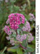 Hylotelephium triphyllum flower or Sedum Stonecrop. Стоковое фото, фотограф Elena Odareeva / Фотобанк Лори
