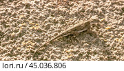 Ящерица -Такырная круглоголовка на солончаке ( Phrynocephalus helioscopus (Pallas, 1771) . Астраханская область. Стоковое фото, фотограф Павел Просянов / Фотобанк Лори