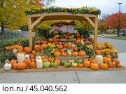 Autumn Harvest Display Stand with Beautiful Colorful Pumpkins at the Market. Fall Fair. Assortment of pumpkins on a wooden rustic showcase. Various gourds in different shapes, sizes, and colors. Стоковое AI-изображение, AI-художник Марина Демидюк / Фотобанк Лори