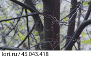 Дождь в лесу. Стоковое видео, видеограф Семён Прудий / Фотобанк Лори