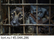 Sad dog is waiting for adoption behind bars. Стоковое AI-изображение, AI-художник Иван Рябоконь / Фотобанк Лори