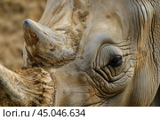 Closeup of an african elephant's eye and tusk. Стоковое AI-изображение, AI-художник Иван Рябоконь / Фотобанк Лори