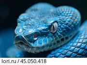 Blue viper snake staring with piercing eyes reptile close up. Стоковое AI-изображение, AI-художник Иван Рябоконь / Фотобанк Лори