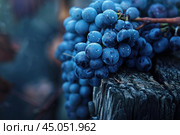 Close up of bunch of blue grapes growing in vineyard. Стоковое AI-изображение, AI-художник Иван Рябоконь / Фотобанк Лори
