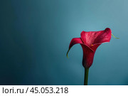 Single red calla lily flower standing on blue background. Стоковое AI-изображение, AI-художник Иван Рябоконь / Фотобанк Лори