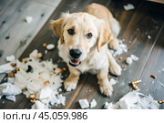 A guilty funny puppy, a retriever dog, trashed the room, tore toys, pillows and paper, the living room is a mess. Стоковое AI-изображение, AI-художник Photojuli / Фотобанк Лори