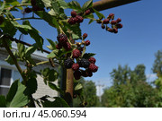 Blackberries ripen in the sun. Стоковое фото, фотограф Andrew_Swarga / Фотобанк Лори