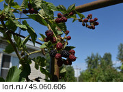 Blackberries ripen in the sun. Стоковое фото, фотограф Andrew_Swarga / Фотобанк Лори