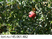 Pomegranate fruits riping on the tree. Uzbekistan. Стоковое фото, фотограф Знаменский Олег / Фотобанк Лори