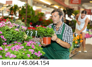 Middle-aged man holding flower-pot with geranium in plants market. Стоковое фото, фотограф Яков Филимонов / Фотобанк Лори