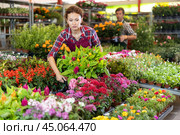 Middle-aged saleswoman holding flowers in garden pots. Стоковое фото, фотограф Яков Филимонов / Фотобанк Лори