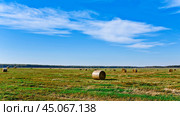 Поле с валками сена в ясный осенний  день. Подмосковье. Стоковое фото, фотограф Владимир Устенко / Фотобанк Лори