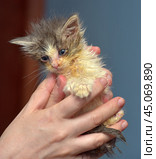 Little dirty sick kitten in the animal shelter. Стоковое фото, фотограф Анна Кривицкая / Фотобанк Лори