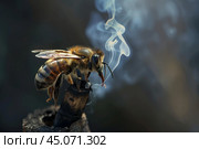 Honey bee standing on a bee smoker taking a deep breath. Стоковое AI-изображение, AI-художник Иван Рябоконь / Фотобанк Лори