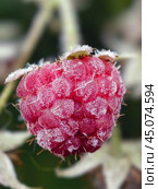 Ягоды ремонтантной малины, покрытые инеем / Close-up macro photo of a Everbearing raspberry with berries in morning frost. Стоковое фото, фотограф Сергей Пристяжнюк (Serg Zastavkin) / Фотобанк Лори