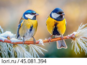 Two beautiful Tits are sitting on a branch covered with frost. Winter landscape with birds. Стоковое AI-изображение, AI-художник Оксана Медведева / Фотобанк Лори