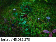 Чудесный мир. Стоковое фото, фотограф Артур Ибрагимов / Фотобанк Лори