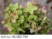 Beautiful flower of the paniculate hydrangea Metallica. Стоковое фото, фотограф Ольга Сейфутдинова / Фотобанк Лори