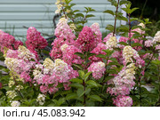 Hydrangea paniculata sort Fraise Melba hydrangea with pink flowers blooms in the garden in summer. Стоковое фото, фотограф Ольга Сейфутдинова / Фотобанк Лори